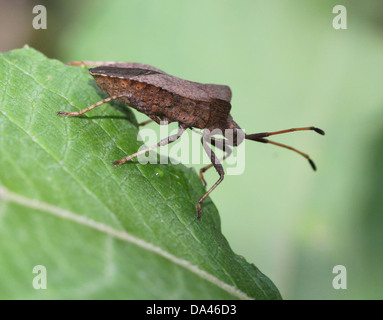 Detaillierten Makroaufnahmen von bräunlich Dock Bug (Coreus Marginatus) im Nymphe und Erwachsenen Stadium (20 Bilder in Serie) Stockfoto