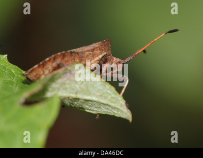 Detaillierten Makroaufnahmen von bräunlich Dock Bug (Coreus Marginatus) im Nymphe und Erwachsenen Stadium (20 Bilder in Serie) Stockfoto