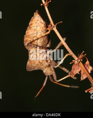 Detaillierten Makroaufnahmen von bräunlich Dock Bug (Coreus Marginatus) im Nymphe und Erwachsenen Stadium (20 Bilder in Serie) Stockfoto