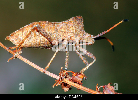 Detaillierten Makroaufnahmen von bräunlich Dock Bug (Coreus Marginatus) im Nymphe und Erwachsenen Stadium (20 Bilder in Serie) Stockfoto