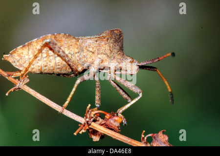 Detaillierten Makroaufnahmen von bräunlich Dock Bug (Coreus Marginatus) im Nymphe und Erwachsenen Stadium (20 Bilder in Serie) Stockfoto