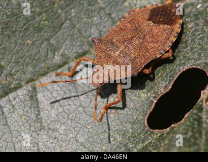 Detaillierten Makroaufnahmen von bräunlich Dock Bug (Coreus Marginatus) im Nymphe und Erwachsenen Stadium (20 Bilder in Serie) Stockfoto