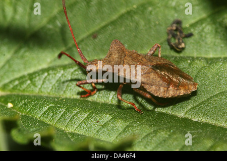 Detaillierten Makroaufnahmen von bräunlich Dock Bug (Coreus Marginatus) im Nymphe und Erwachsenen Stadium (20 Bilder in Serie) Stockfoto