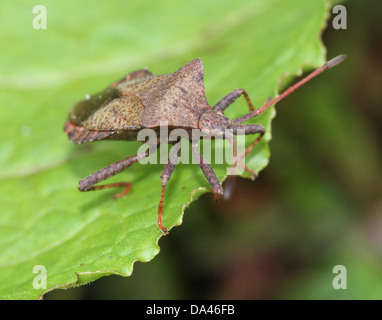 Detaillierten Makroaufnahmen von bräunlich Dock Bug (Coreus Marginatus) im Nymphe und Erwachsenen Stadium (20 Bilder in Serie) Stockfoto