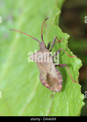 Detaillierten Makroaufnahmen von bräunlich Dock Bug (Coreus Marginatus) im Nymphe und Erwachsenen Stadium (20 Bilder in Serie) Stockfoto