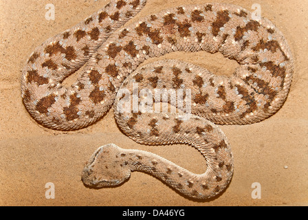 Horned Desert Viper, Cerastes Cerastes auf sand Stockfoto