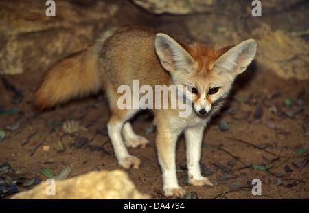 Fennec Fuchs, Fennec Vulpes Zerda, Stockfoto