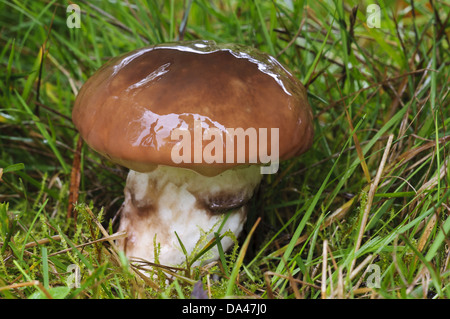 Rutschige Jack (Suillus Luteus) nass Fruchtkörper wachsen in Grünland, Clumber Park, Nottinghamshire, England, Oktober Stockfoto