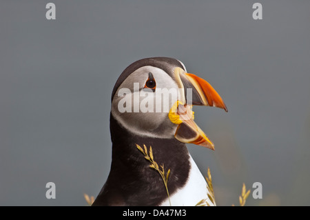 Papageitaucher, gemeinsame Puffin, Fratercula Arctica, Kopf Stockfoto