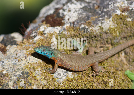 Eine blau-throated gekielt Eidechse (Algyroides Nigropunctatus) auf dem Gelände der Achilleion auf Kerkira (Korfu), Griechenland. Stockfoto