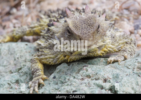 Ein Blainville Krötenechsen (Phrynosoma Blainvillii) auf einem trockenen felsigen Bachbett im Pinnacles National Park. Stockfoto