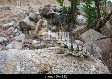 Ein Blainville Krötenechsen (Phrynosoma Blainvillii) auf einem trockenen felsigen Bachbett im Pinnacles National Park. Stockfoto