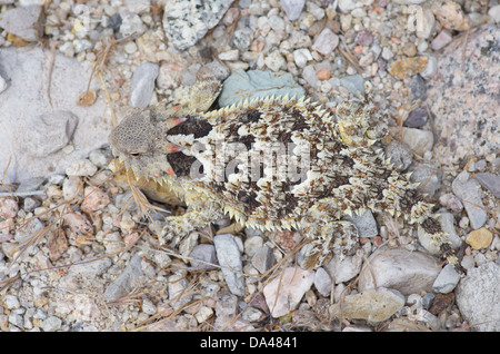 Ein Blainville Krötenechsen (Phrynosoma Blainvillii) auf einem trockenen felsigen Bachbett im Pinnacles National Park. Stockfoto