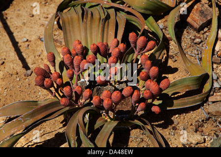 Kegel auf weibliche Welwitschia Pflanze am versteinerten Wald, Damaraland, Namibia, Afrika Stockfoto