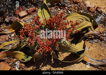 Kegel auf männliche Welwitschia Pflanze am versteinerten Wald, Damaraland, Namibia, Afrika Stockfoto