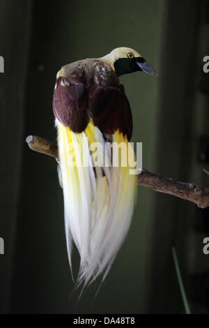 23. Mai 2013 - JOHOR BAHRU, MALAYSIA - 3. Juli 2013 - undatierte PHOTS: A Cendrawasih oder The Raggiana Paradiesvogel (Paradisaea Raggiana) in Johor Bahru, Malaysia. .. Cendrawasih ist das indonesische Wort für den Vogel des Paradieses. Raggiana der Paradiesvogel (Paradisaea Raggiana). Die Cendrawasih findet nur auf der Insel Neuguinea. Es gibt mindestens 37 Arten der Paradiesvogel, die auch ihre Häuser auf der Insel machen. Cendrawasih oder Paradiesvögel, von vielen als die schönsten Vögel der Welt zu sein. Die Weibchen sind ein relativ eintönig, langweilig braun, die Stockfoto