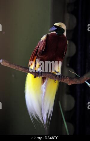 23. Mai 2013 - JOHOR BAHRU, MALAYSIA - 3. Juli 2013 - undatierte PHOTS: A Cendrawasih oder The Raggiana Paradiesvogel (Paradisaea Raggiana) in Johor Bahru, Malaysia. .. Cendrawasih ist das indonesische Wort für den Vogel des Paradieses. Raggiana der Paradiesvogel (Paradisaea Raggiana). Die Cendrawasih findet nur auf der Insel Neuguinea. Es gibt mindestens 37 Arten der Paradiesvogel, die auch ihre Häuser auf der Insel machen. Cendrawasih oder Paradiesvögel, von vielen als die schönsten Vögel der Welt zu sein. Die Weibchen sind ein relativ eintönig, langweilig braun, die Stockfoto