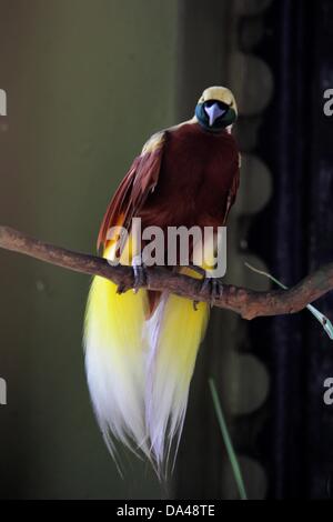 23. Mai 2013 - JOHOR BAHRU, MALAYSIA - 3. Juli 2013 - undatierte PHOTS: A Cendrawasih oder The Raggiana Paradiesvogel (Paradisaea Raggiana) in Johor Bahru, Malaysia. .. Cendrawasih ist das indonesische Wort für den Vogel des Paradieses. Raggiana der Paradiesvogel (Paradisaea Raggiana). Die Cendrawasih findet nur auf der Insel Neuguinea. Es gibt mindestens 37 Arten der Paradiesvogel, die auch ihre Häuser auf der Insel machen. Cendrawasih oder Paradiesvögel, von vielen als die schönsten Vögel der Welt zu sein. Die Weibchen sind ein relativ eintönig, langweilig braun, die Stockfoto