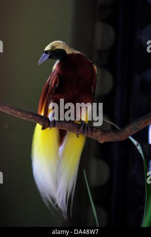 23. Mai 2013 - JOHOR BAHRU, MALAYSIA - 3. Juli 2013 - undatierte PHOTS: A Cendrawasih oder The Raggiana Paradiesvogel (Paradisaea Raggiana) in Johor Bahru, Malaysia. .. Cendrawasih ist das indonesische Wort für den Vogel des Paradieses. Raggiana der Paradiesvogel (Paradisaea Raggiana). Die Cendrawasih findet nur auf der Insel Neuguinea. Es gibt mindestens 37 Arten der Paradiesvogel, die auch ihre Häuser auf der Insel machen. Cendrawasih oder Paradiesvögel, von vielen als die schönsten Vögel der Welt zu sein. Die Weibchen sind ein relativ eintönig, langweilig braun, die Stockfoto