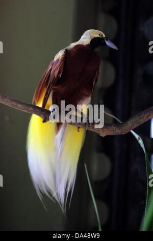 23. Mai 2013 - JOHOR BAHRU, MALAYSIA - 3. Juli 2013 - undatierte PHOTS: A Cendrawasih oder The Raggiana Paradiesvogel (Paradisaea Raggiana) in Johor Bahru, Malaysia. .. Cendrawasih ist das indonesische Wort für den Vogel des Paradieses. Raggiana der Paradiesvogel (Paradisaea Raggiana). Die Cendrawasih findet nur auf der Insel Neuguinea. Es gibt mindestens 37 Arten der Paradiesvogel, die auch ihre Häuser auf der Insel machen. Cendrawasih oder Paradiesvögel, von vielen als die schönsten Vögel der Welt zu sein. Die Weibchen sind ein relativ eintönig, langweilig braun, die Stockfoto