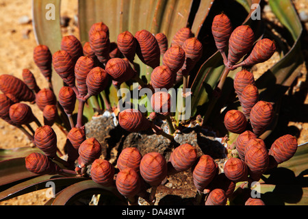 Kegel auf weibliche Welwitschia Pflanze am versteinerten Wald, Damaraland, Namibia, Afrika Stockfoto