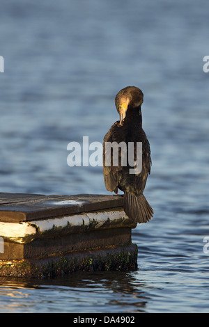 Kormoran (Phalacrocorax Carbo) Preeningperched am Steg in Meeres-See in den frühen Morgenstunden Sonne Wirral Merseyside UK Dezember Stockfoto