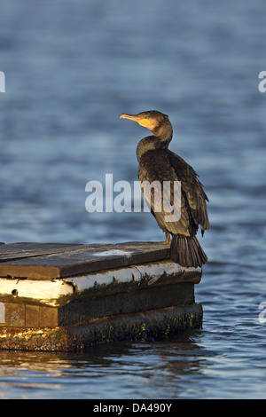 Kormoran (Phalacrocorax Carbo) thront am Steg in Meeres-See in den frühen Morgenstunden Sonne Wirral Merseyside UK Dezember 58079 Stockfoto