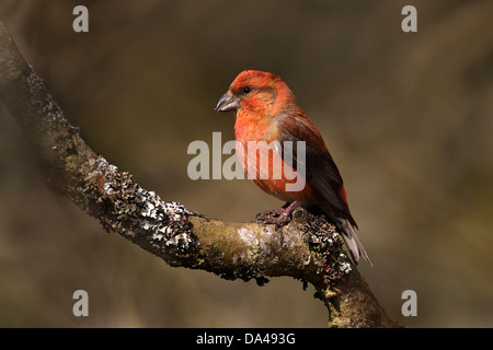 Männliche gemeinsame Fichtenkreuzschnabel (Loxia Curvirostra) thront auf Ast im Wald North Wales UK März 4980 Stockfoto