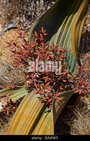 Kegel auf männliche Welwitschia Pflanze am versteinerten Wald, Damaraland, Namibia, Afrika Stockfoto