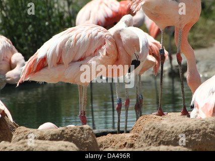 Große Gruppe von South American / chilenische Flamingos (Phoenicopterus Chilensis) im Zoo von Bioparc Valencia, Spanien Stockfoto