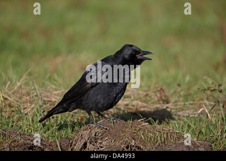 AAS-Krähe (Corvus Corone) Berufung thront in Feld auf Ackerland Cheshire UK Oktober 54206 Stockfoto