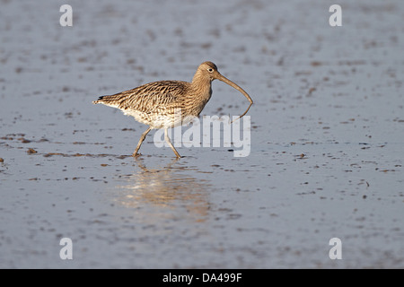 Brachvogel (Numenius Arquata) auf Nahrungssuche am schlammigen Ufer mit Wurm Beute Dee Mündung Wirral UK Stockfoto