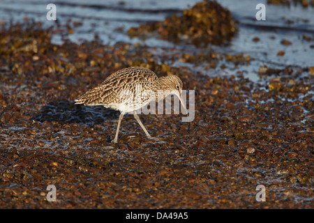 Brachvogel (Numenius Arquata) auf Futtersuche auf Kies Strand Islay Schottland UK Oktober 51569 Stockfoto