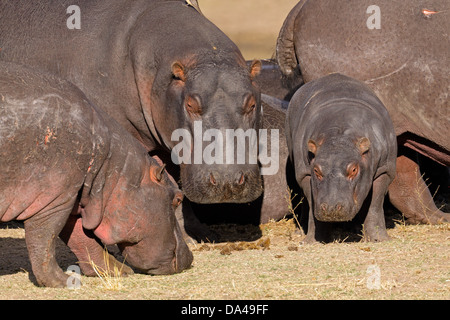 Nilpferd-Familie (Hippopotamus Amphibius) außerhalb des Wassers, Südafrika Stockfoto