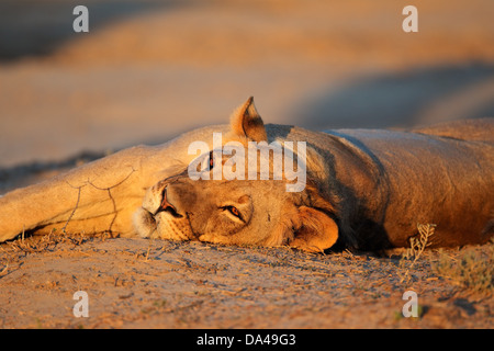 Löwin (Panthera Leo) ruhen im späten Nachmittag Licht, Kalahari-Wüste, Südafrika Stockfoto