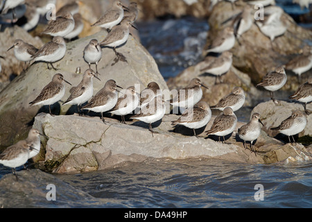 Alpenstrandläufer (Calidris Alpina) Schlafplatz auf Felsen bei Flut im Winterkleid, Bucht von Liverpool, UK, Januar 4422 Stockfoto