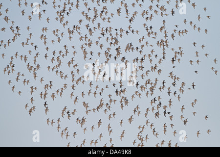 Alpenstrandläufer (Calidris Alpina) strömen im Flug, Dee Estuary, Wirral, UK, Januar 8869 Stockfoto