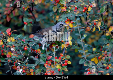 Wacholderdrossel (Turdus Pilaris) auf Nahrungssuche in Zwergmispel Busch im Industriegebiet Deeside North Wales UK November 55374 Stockfoto