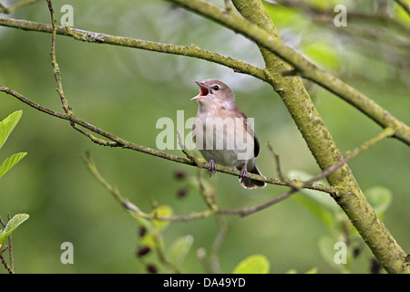 Garten-Grasmücke (Sylvia borin) singen im Wald, Cheshire, UK, 7765 kann Stockfoto