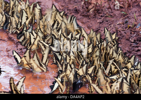 Schmetterlinge aus einer Pfütze zu trinken in der Nähe von die Iguazu-Wasserfälle Stockfoto