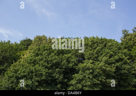 Blick auf den Wald von der Dreistadt Gdingen, Sopot und Danzig. Stockfoto