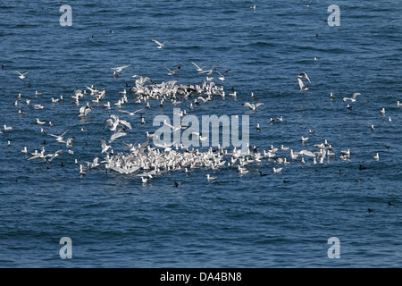 Möwen vor allem Hering (Larus Argentatus) Fütterung auf See vor der Westküste von Anglesey North Wales UK Juni 2796 Stockfoto