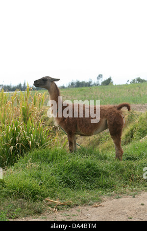 Eine domestizierte Lama stehen in einem Feld Gras auf einer Farm in Cotacachi, Ecuador Stockfoto