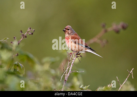 Männliche Hänfling (Zuchtjahr Cannabina) oberhalb Bramble Patch auf Ackerland Cheshire UK Juni 7409 Stockfoto