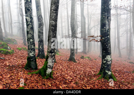 Buchenwald mit Nebel im Herbst. Urbasa, Navarra, Spanien Stockfoto