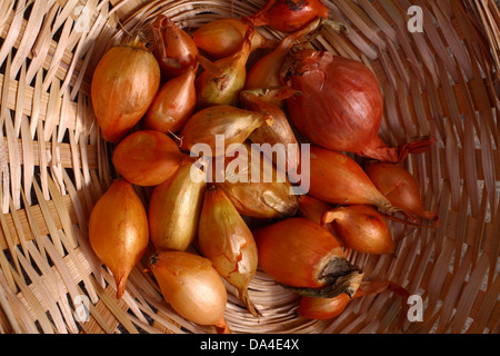 Schalotten in einem Weidenkorb warten gepflanzt werden Stockfoto