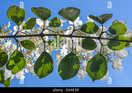 Guelder Rose (Viburnum Opulus) in Blüte im Frühjahr Stockfoto