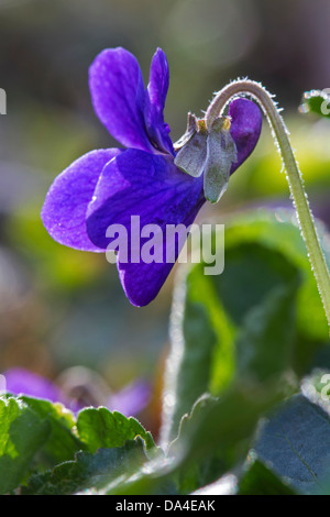 Holz-violett / süße Veilchen / englische Veilchen (Viola Odorata) in Blüte im Frühjahr Stockfoto