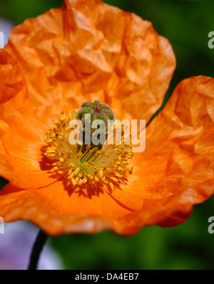 Island-Mohn in voller Blüte Stockfoto