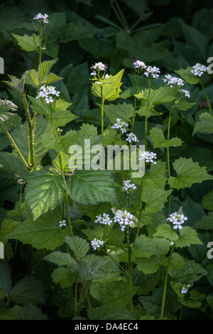 Knoblauch Senf / in-the-Klinkenbuchse (Alliaria Petiolata / Alliaria Officinalis) blüht im Frühjahr